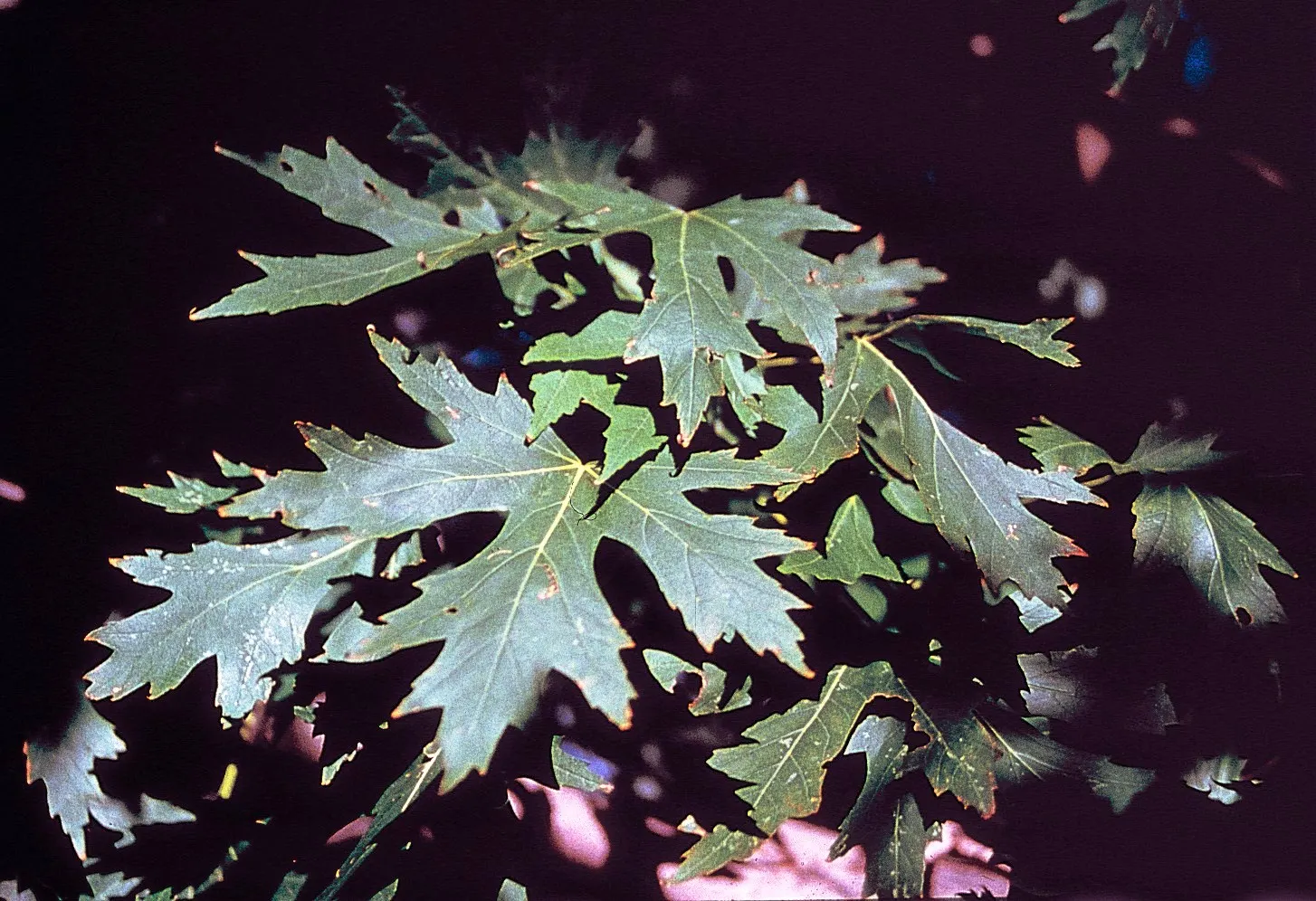 Silver Maple (Acer Saccharinum) — should be considered in landscape design to ensure adequate space for development