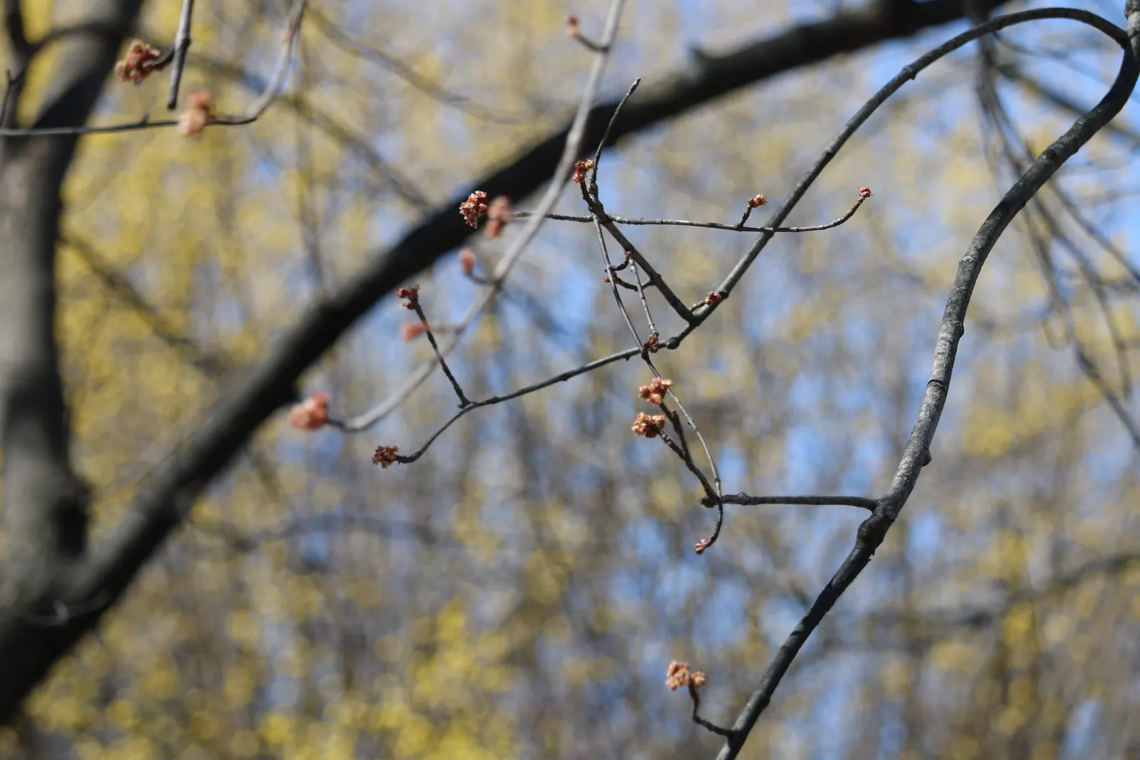 Silver Maple (Acer Saccharinum) — and its tolerance to varying soil conditions; serves as a splendid selection for expansive garden landscapes and parks