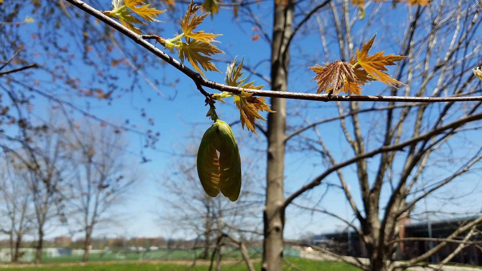 Silver Maple (Acer Saccharinum) — Silver Maple's robust growth rate; it's valued for its silver-green foliage