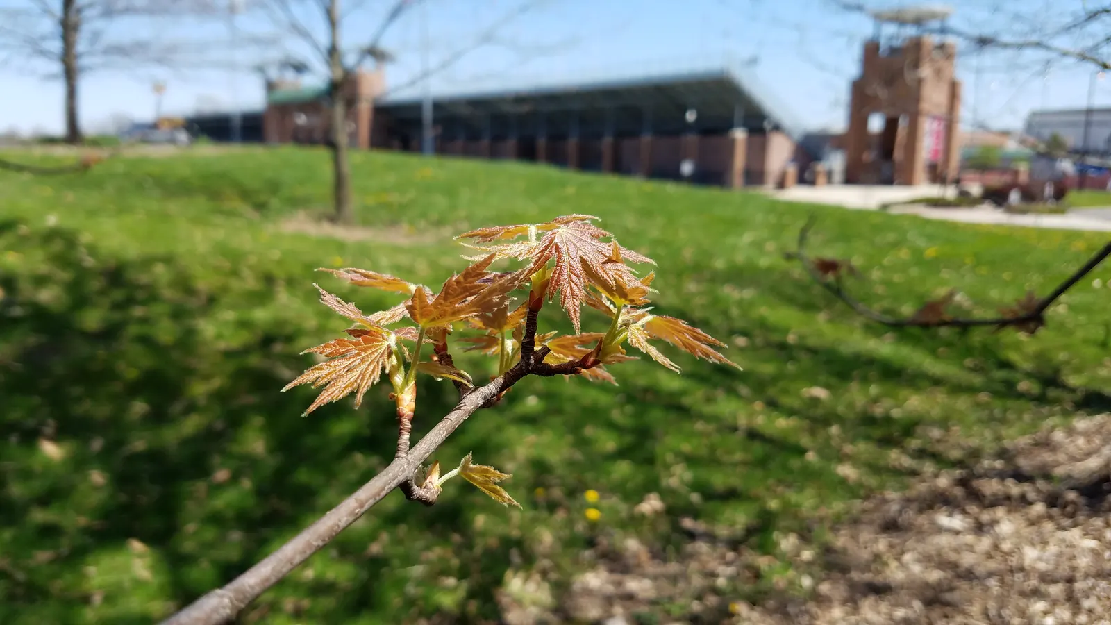 Silver Maple (Acer Saccharinum) — this deciduous maple thrives in full sun to partial shade and is not particular about soil type; and an inviting habitat for