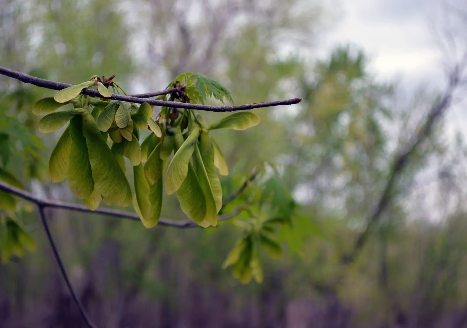 Silver Maple (Acer Saccharinum) — small red or yellow flowers usher in the season; it's valued for its silver-green foliage