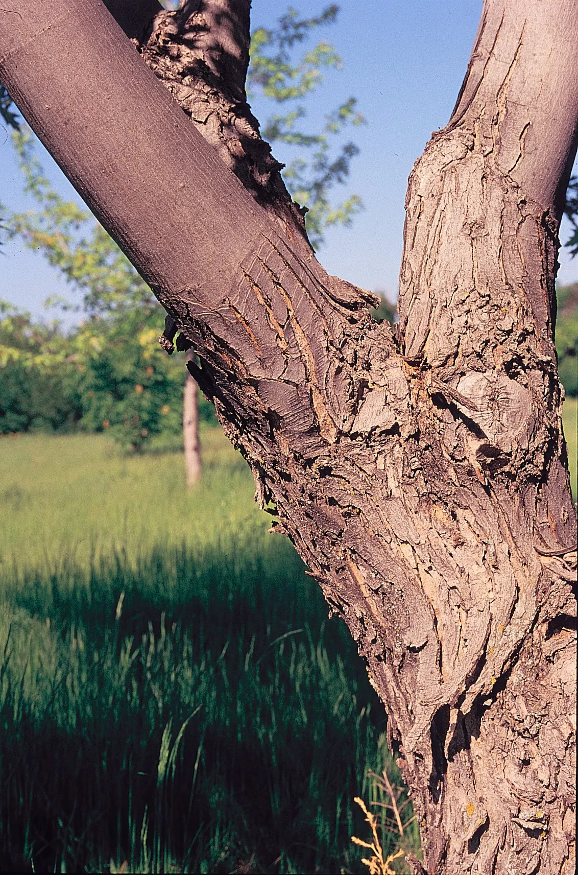 Silver Maple (Acer Saccharinum) — It's valued for its silver-green foliage; and an inviting habitat for local fauna, image 60