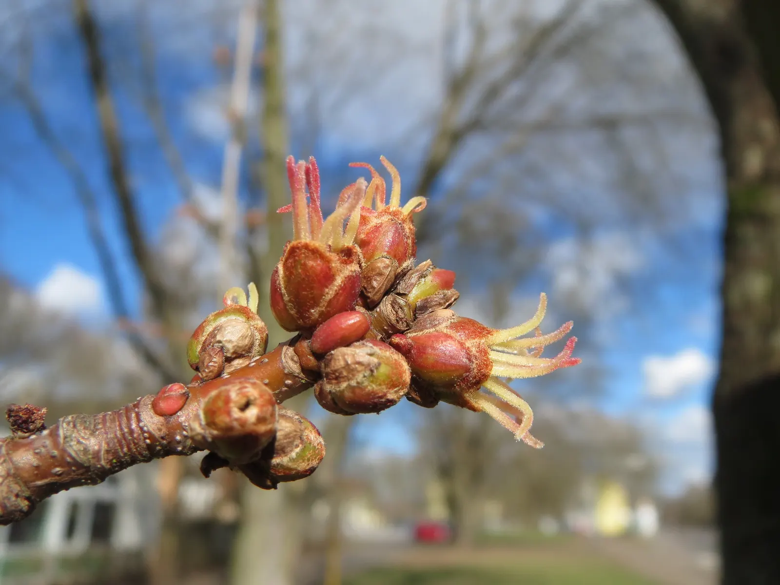 Silver Maple (Acer Saccharinum) — Silver Maple (Acer saccharinum)<br><br>The Silver Maple