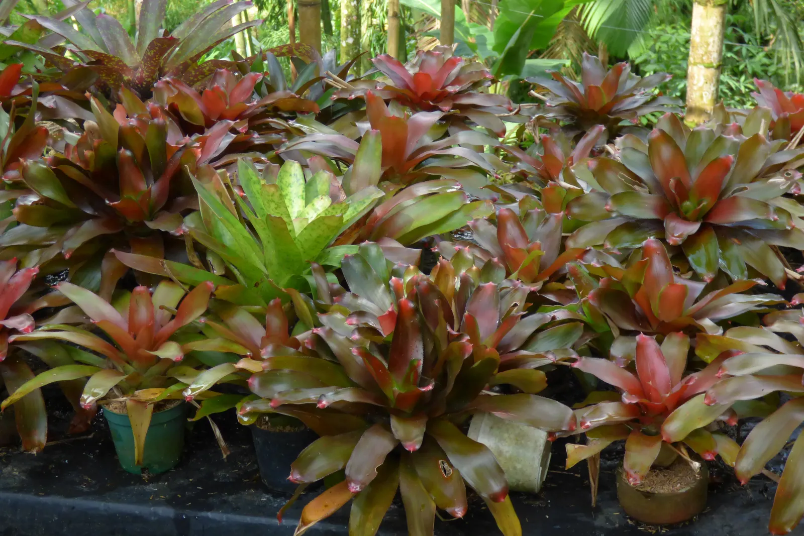 Neoregelias (Neoregelia Cultivars) — Optimal growth occurs in bright, filtered light with well-draining soil; succulent with pink and red blooms, image 134