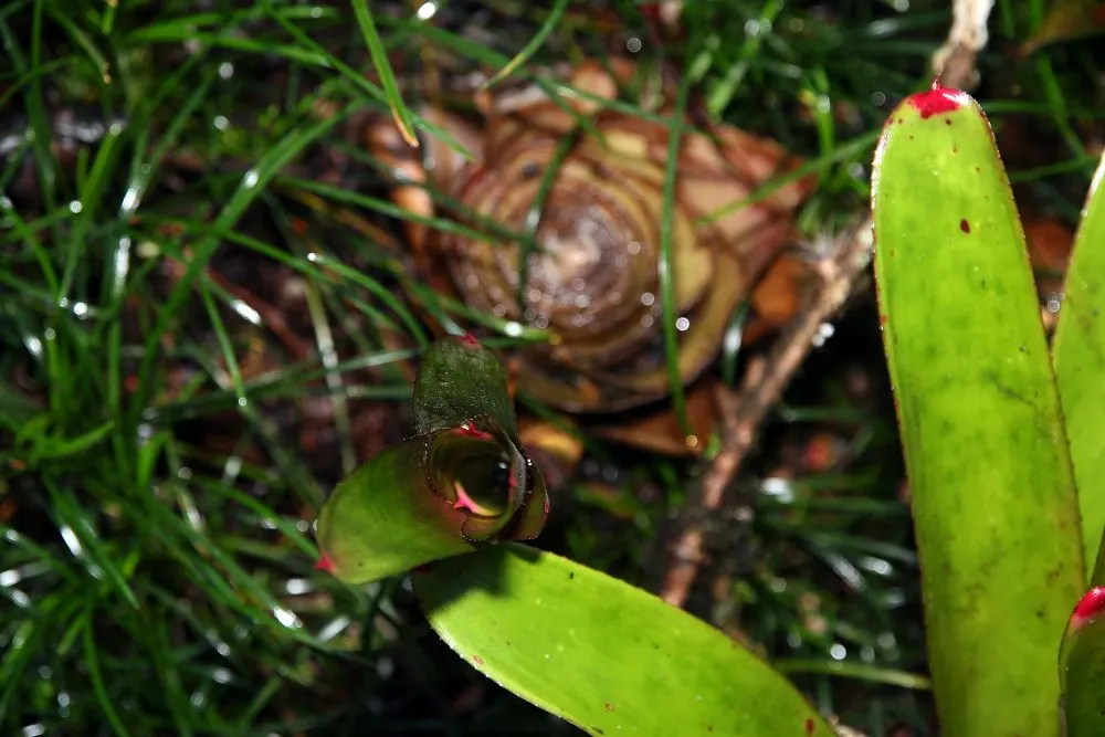 Neoregelias (Neoregelia Cultivars) — They possess a rosette of stiff, broad leaves that often feature beautiful variegation or banding; such as, image 167