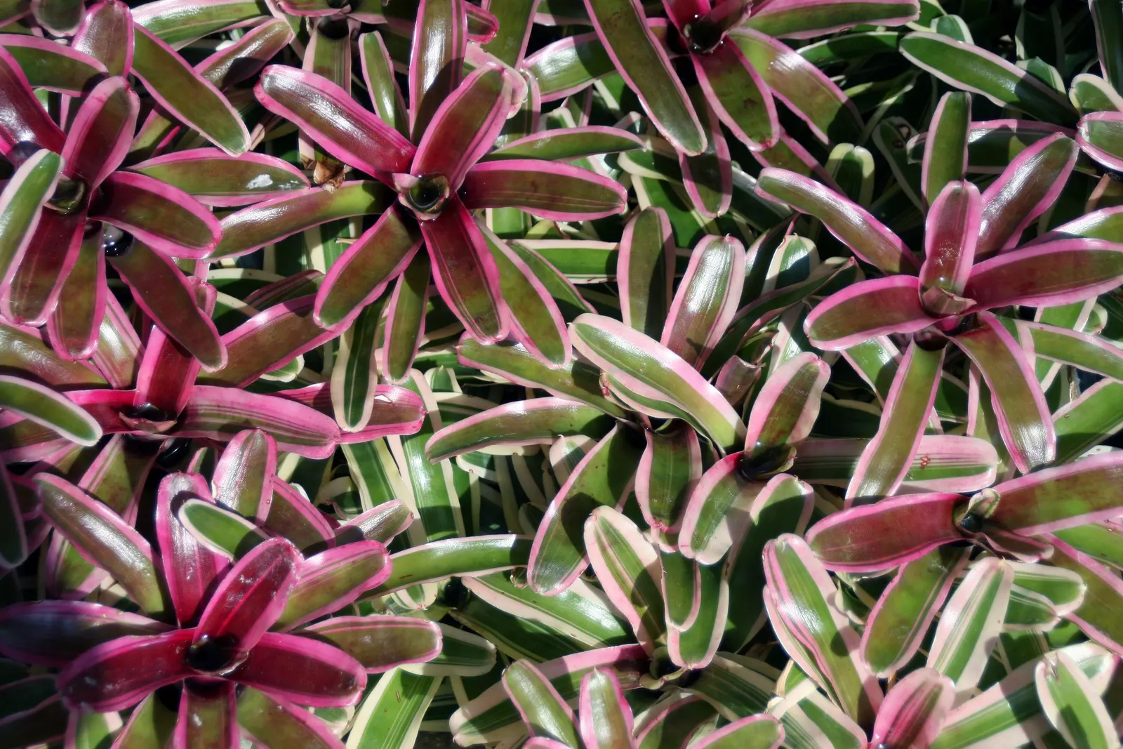 Neoregelias (Neoregelia Cultivars) — Direct sun may scorch their leaves, while too much shade can dull their vivid coloring; making them ideal for, image 65