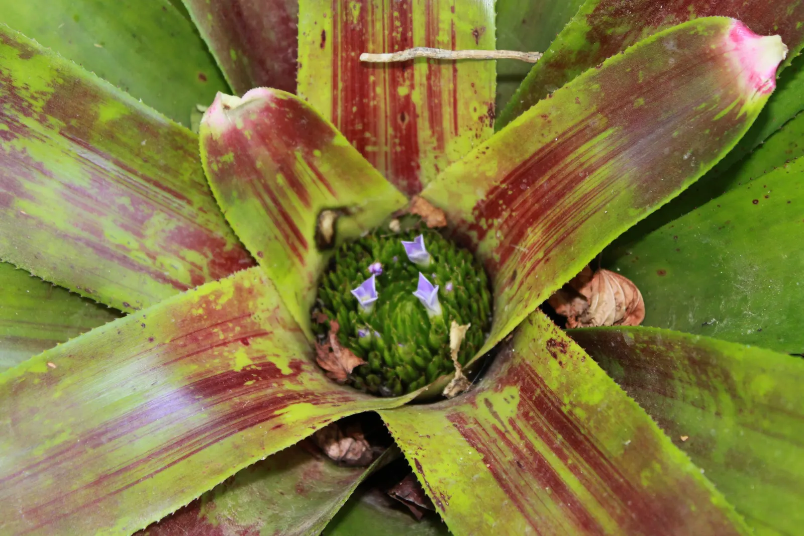 Neoregelias (Neoregelia Cultivars) — pink and red flowers in the garden; these plants boast a wide array of cultivars, image 102