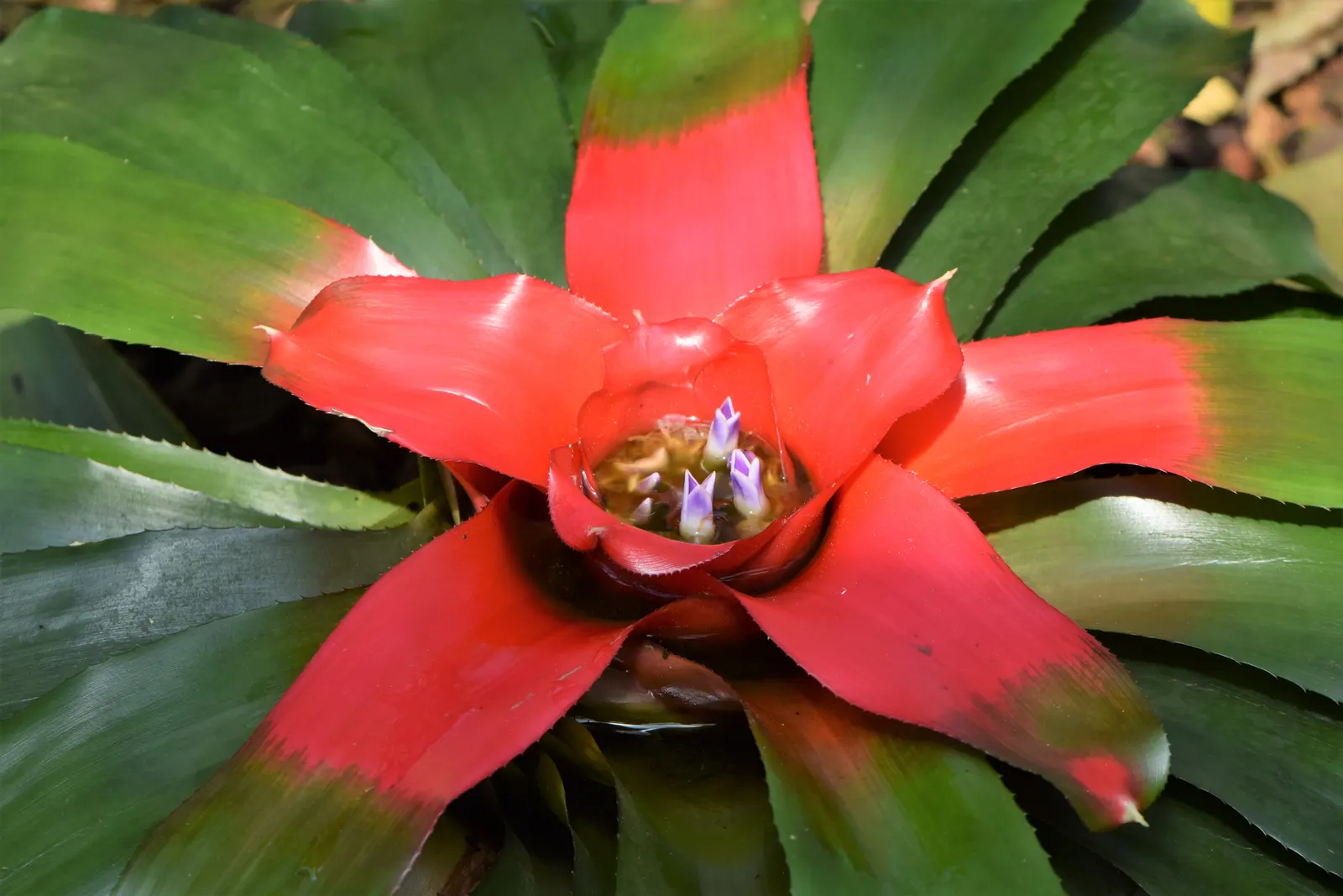 Neoregelias (Neoregelia Cultivars) — They present rosettes up to 18 inches wide