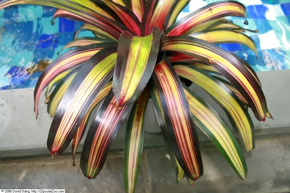 Neoregelias (Neoregelia Cultivars) — vibrant Bromeliads prized for their striking foliage rather than flowers; optimal growth occurs in bright, image 131