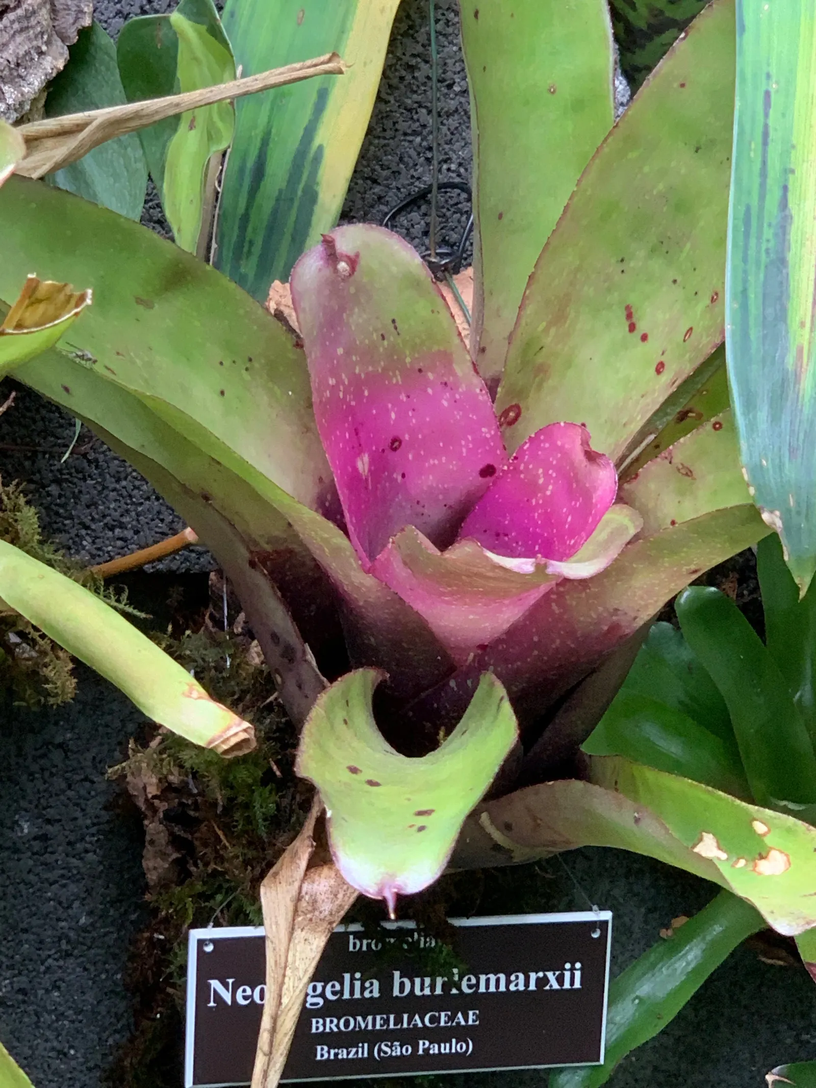 Neoregelias (Neoregelia Cultivars) — They possess a rosette of stiff, broad leaves that often feature beautiful variegation or banding; such as along walkways