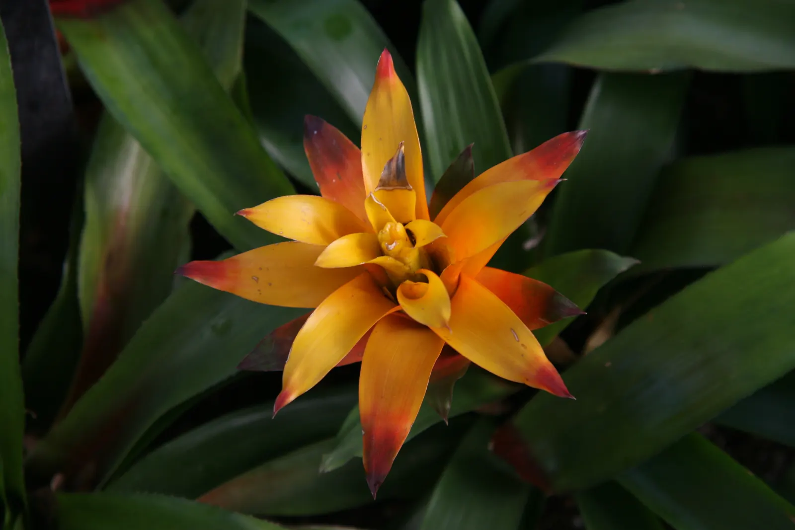 Neoregelias (Neoregelia Cultivars) — such as along walkways or in patio planters