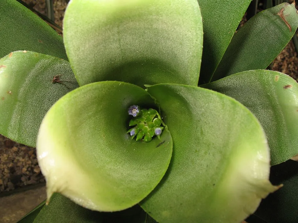 Neoregelias (Neoregelia Cultivars) — a fascinating group within the Bromeliad family; when situating these plants in the landscape, image 137