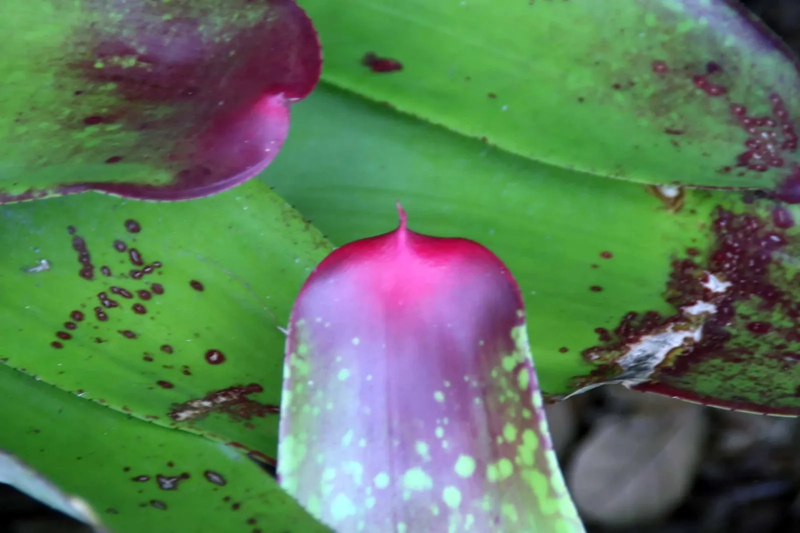 Neoregelias (Neoregelia Cultivars) — They present rosettes up to 18 inches wide; they possess a rosette of stiff, broad leaves that often feature, image 54