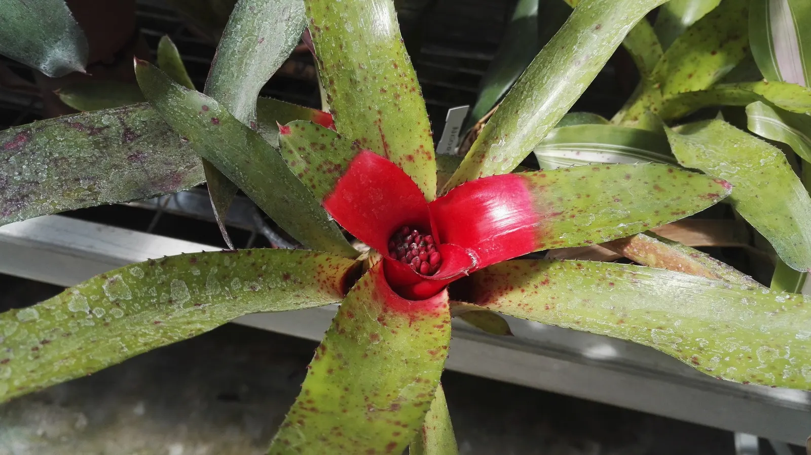 Neoregelias (Neoregelia Cultivars) — with leaves that may showcase hues from deep green to brilliant reds and marbled patterns; slow-release, image 133