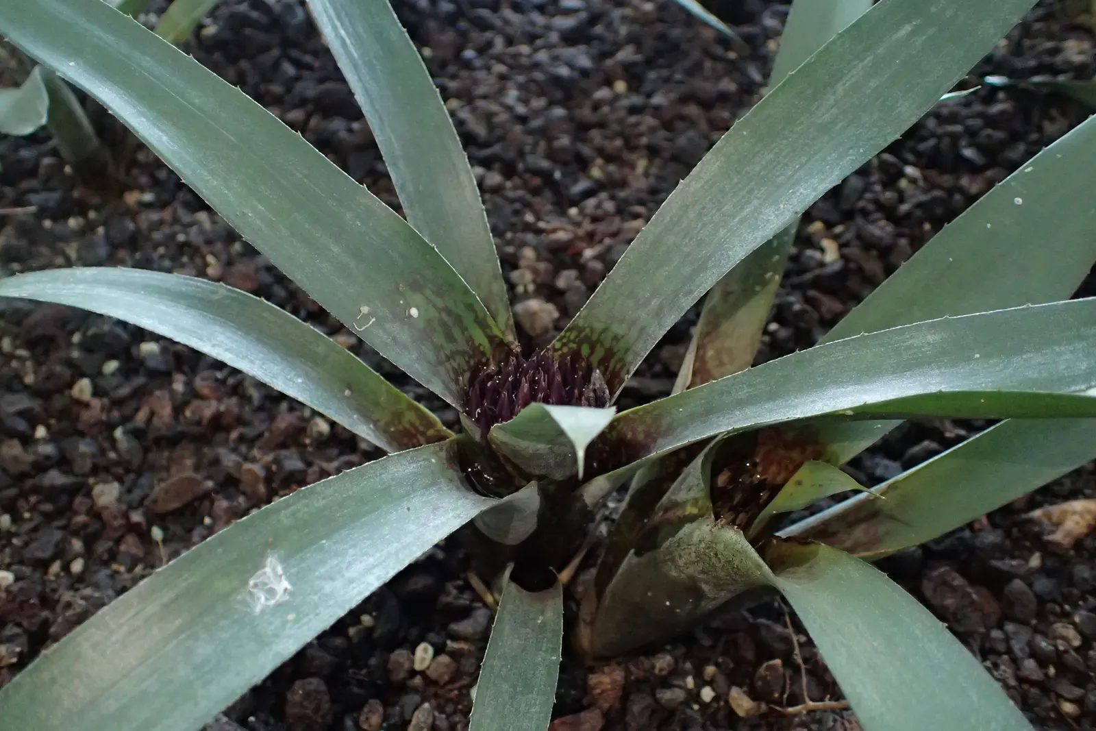 Neoregelias (Neoregelia Cultivars) — serve as strikingly attractive elements in any landscape design; vibrant Bromeliads prized for their striking, image 112