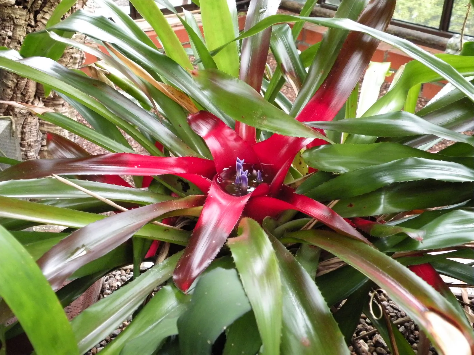 Neoregelias (Neoregelia Cultivars) — Ideal for accentuating tropical and subtropical garden designs; direct sun may scorch their leaves, while too, image 58