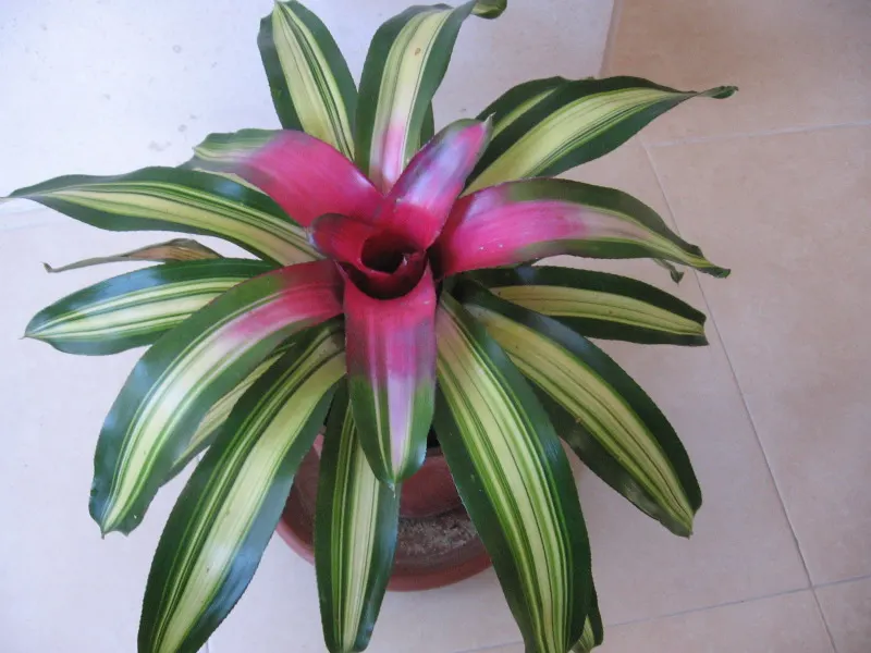 Neoregelias (Neoregelia Cultivars) — these plants boast a wide array of cultivars; serve as strikingly attractive elements in any landscape design, image 61