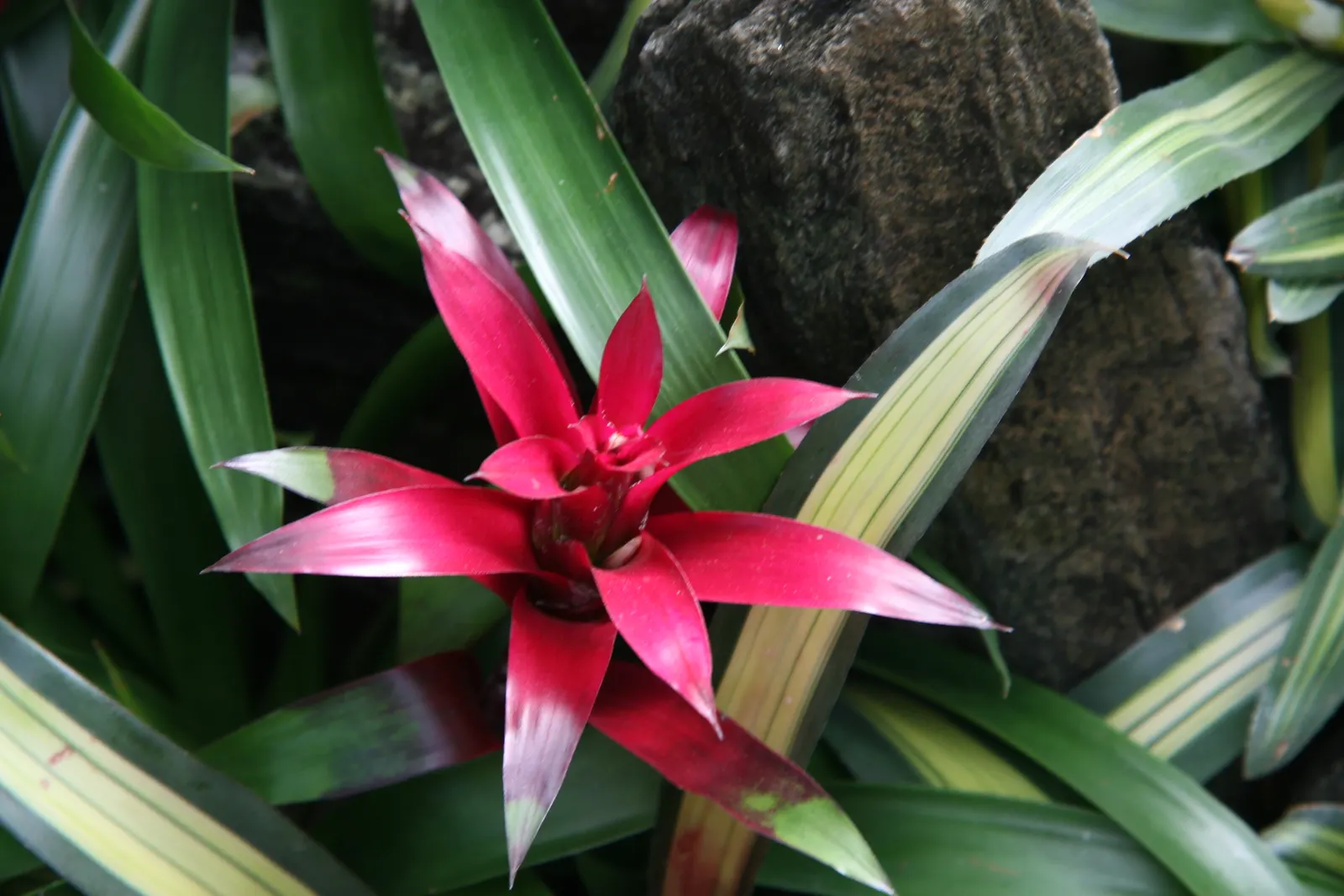 Neoregelias (Neoregelia Cultivars) — Ideal for accentuating tropical and subtropical garden designs; direct sun may scorch their leaves, while too, image 162