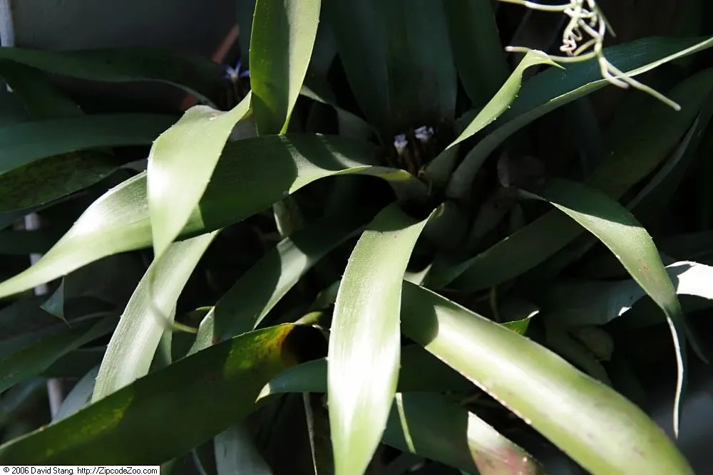 Neoregelias (Neoregelia Cultivars) — Neoregelias add a dash of vibrant beauty and textured appeal to the discerning gardener's collection; they, image 75