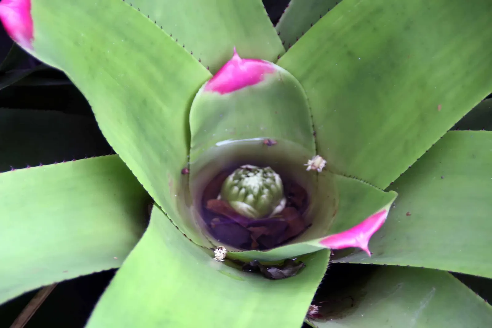 Neoregelias (Neoregelia Cultivars) — consider their mature size and place them where their colorful foliage can be appreciated up close; well-draining soil or