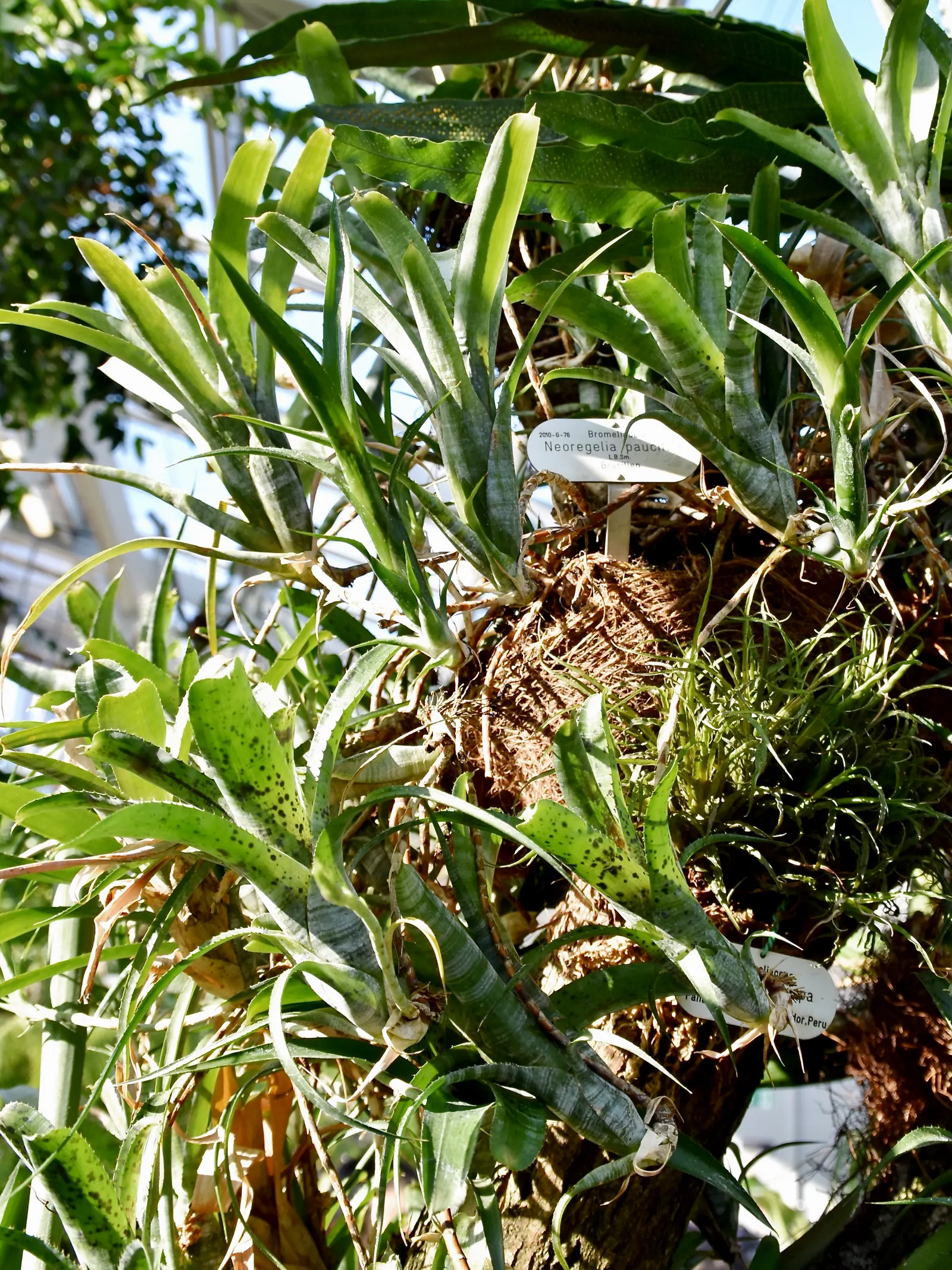 Neoregelias (Neoregelia Cultivars) — a fascinating group within the Bromeliad family; when situating these plants in the landscape, image 85