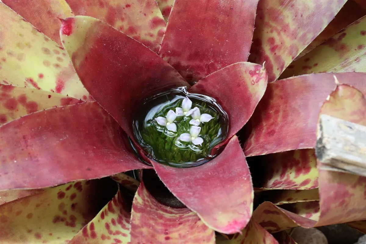 Neoregelias (Neoregelia Cultivars) — Neoregelias require minimal water; pink and red flowers in the garden, image 67
