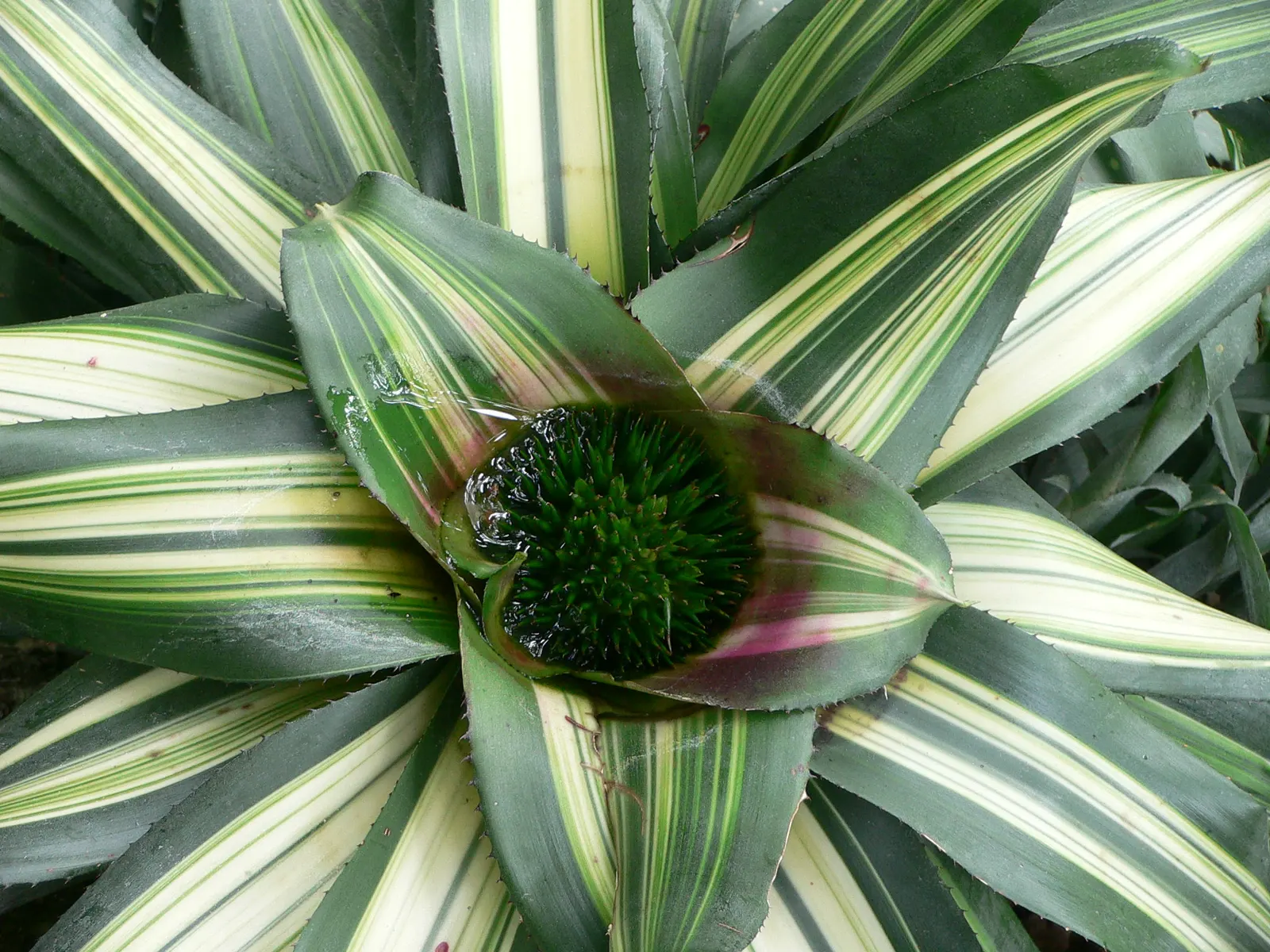 Neoregelias (Neoregelia Cultivars) — slow-release fertilizer applied in spring and summer.<br><br>Indoors; neoregelias can be grown as eye-catching, image 96