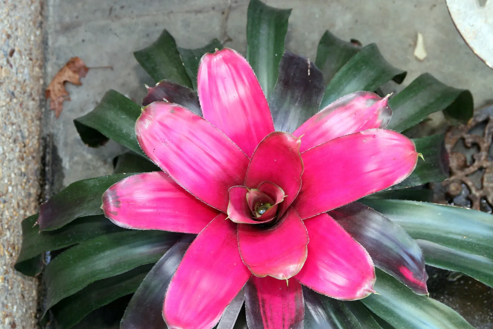 Neoregelias (Neoregelia Cultivars) — Direct sun may scorch their leaves, while too much shade can dull their vivid coloring; making them ideal for, image 91