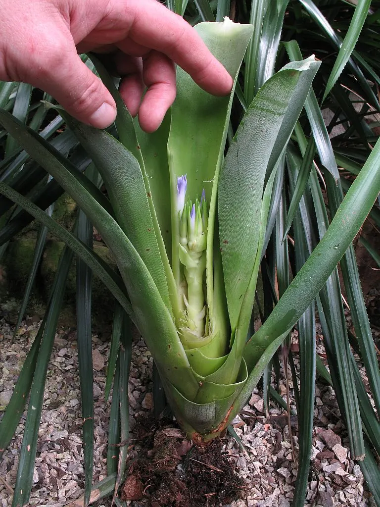 Neoregelias (Neoregelia Cultivars) — succulent with pink and red blooms; filled within their central tank rather than the soil, image 155