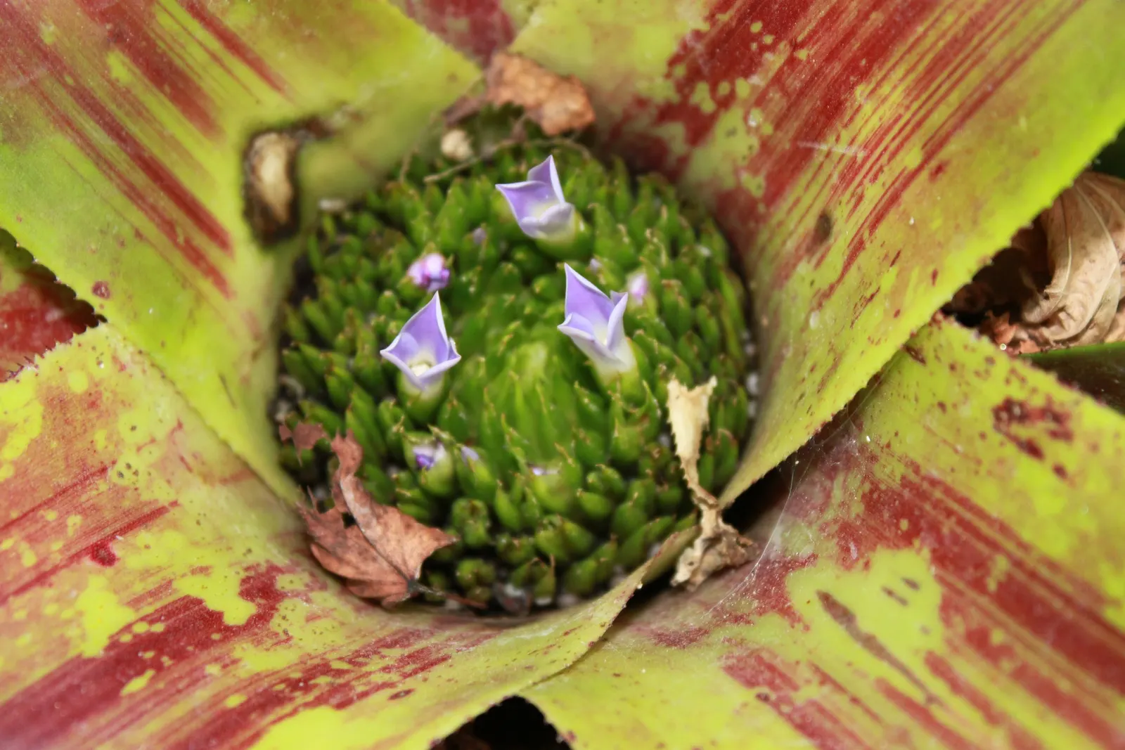 Neoregelias (Neoregelia Cultivars) — with leaves that may showcase hues from deep green to brilliant reds and marbled patterns