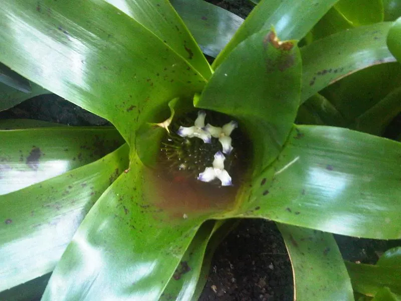 Neoregelias (Neoregelia Cultivars) — filled within their central tank rather than the soil; moderate humidity and temperatures between 70-90&deg;F nurture
