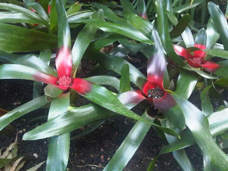 Neoregelias (Neoregelia Cultivars) — Moderate humidity and temperatures between 70-90&deg;F nurture their lush appearance; ideal for accentuating tropical and