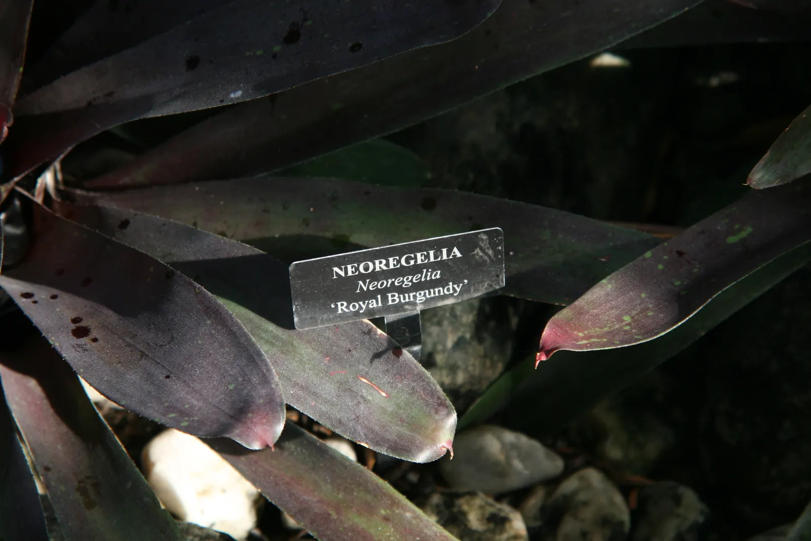 Neoregelias (Neoregelia Cultivars) — a fascinating group within the Bromeliad family; when situating these plants in the landscape, image 111