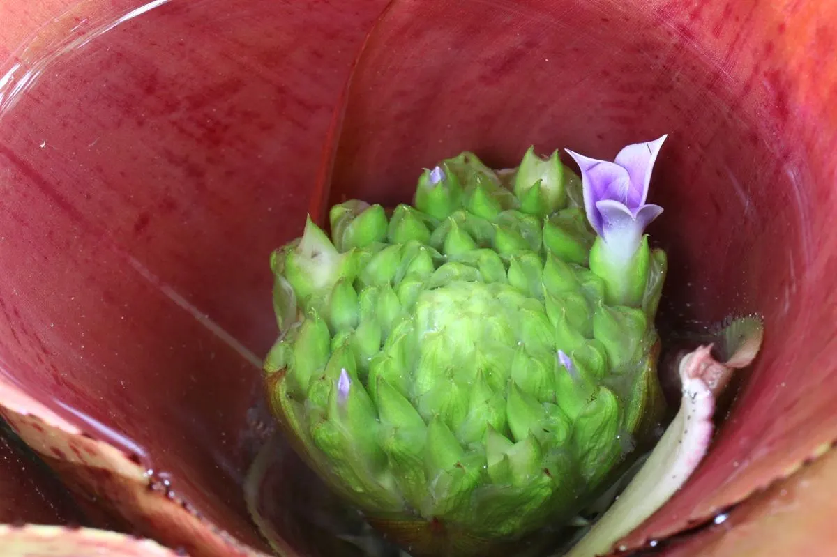 Neoregelias (Neoregelia Cultivars) — Neoregelias require minimal water; pink and red flowers in the garden, image 119