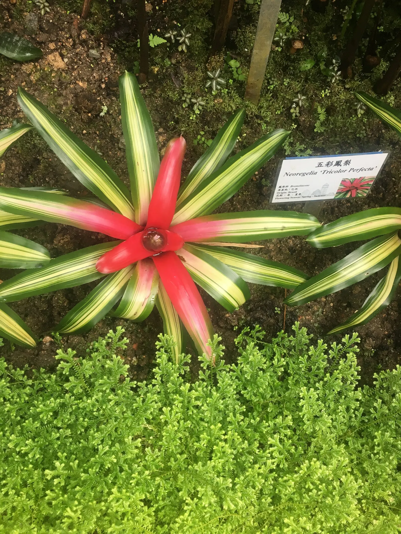 Neoregelias (Neoregelia Cultivars) — succulent for deep shade or shade; neoregelias add a dash of vibrant beauty and textured appeal to the, image 156