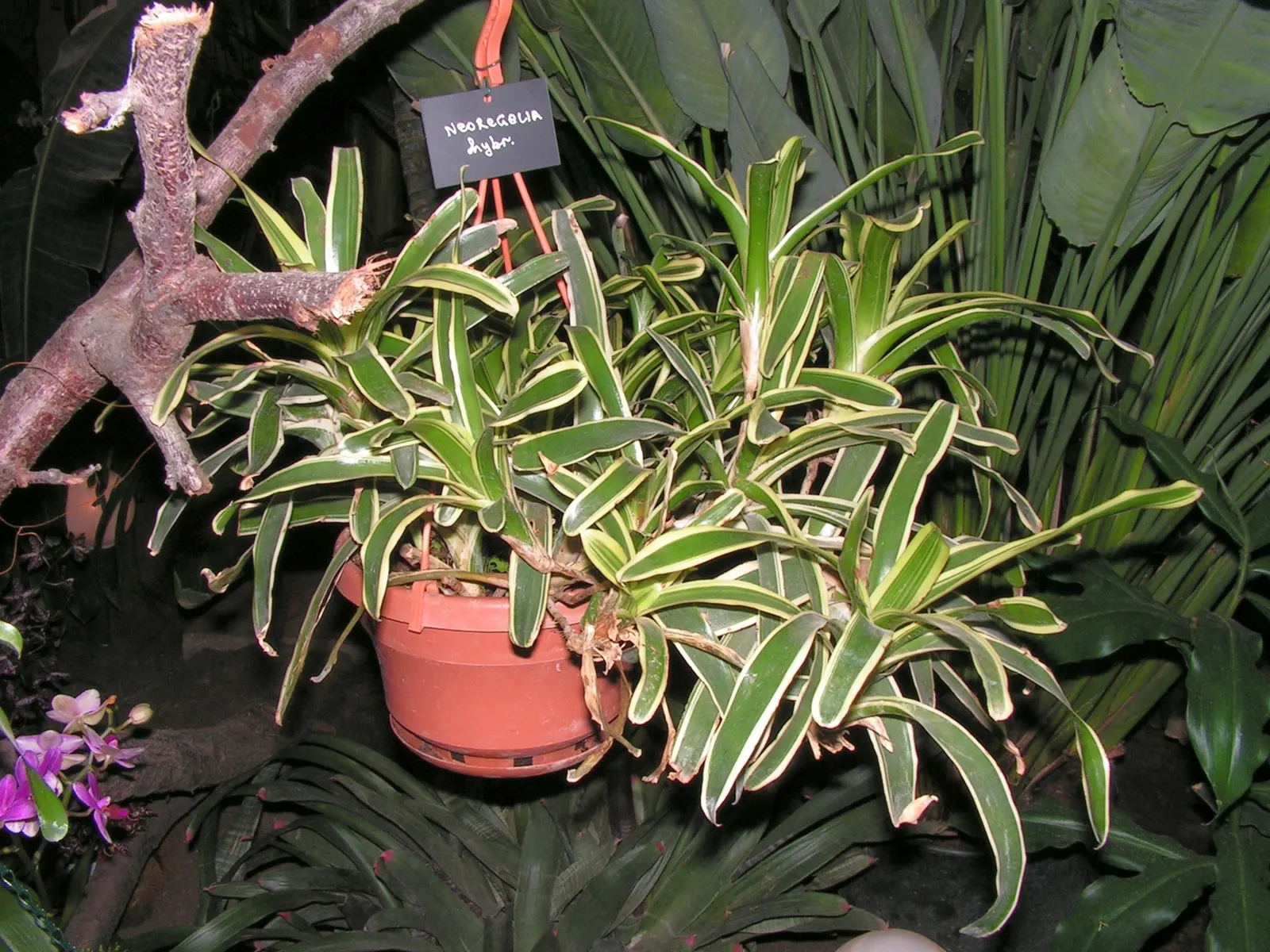 Neoregelias (Neoregelia Cultivars) — succulent with pink and red blooms; filled within their central tank rather than the soil, image 77