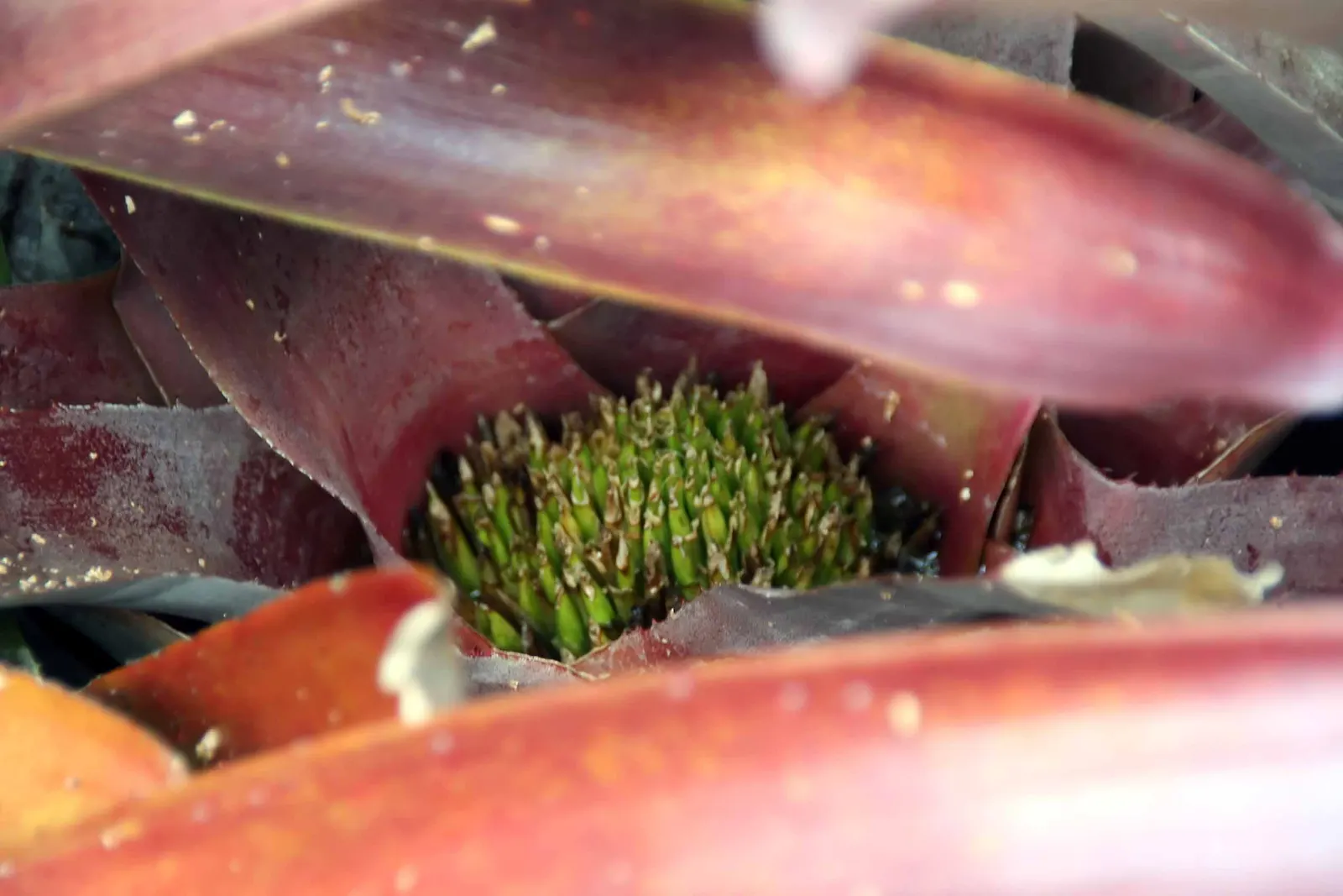 Neoregelias (Neoregelia Cultivars) — and they benefit from a balanced; the center of the rosette