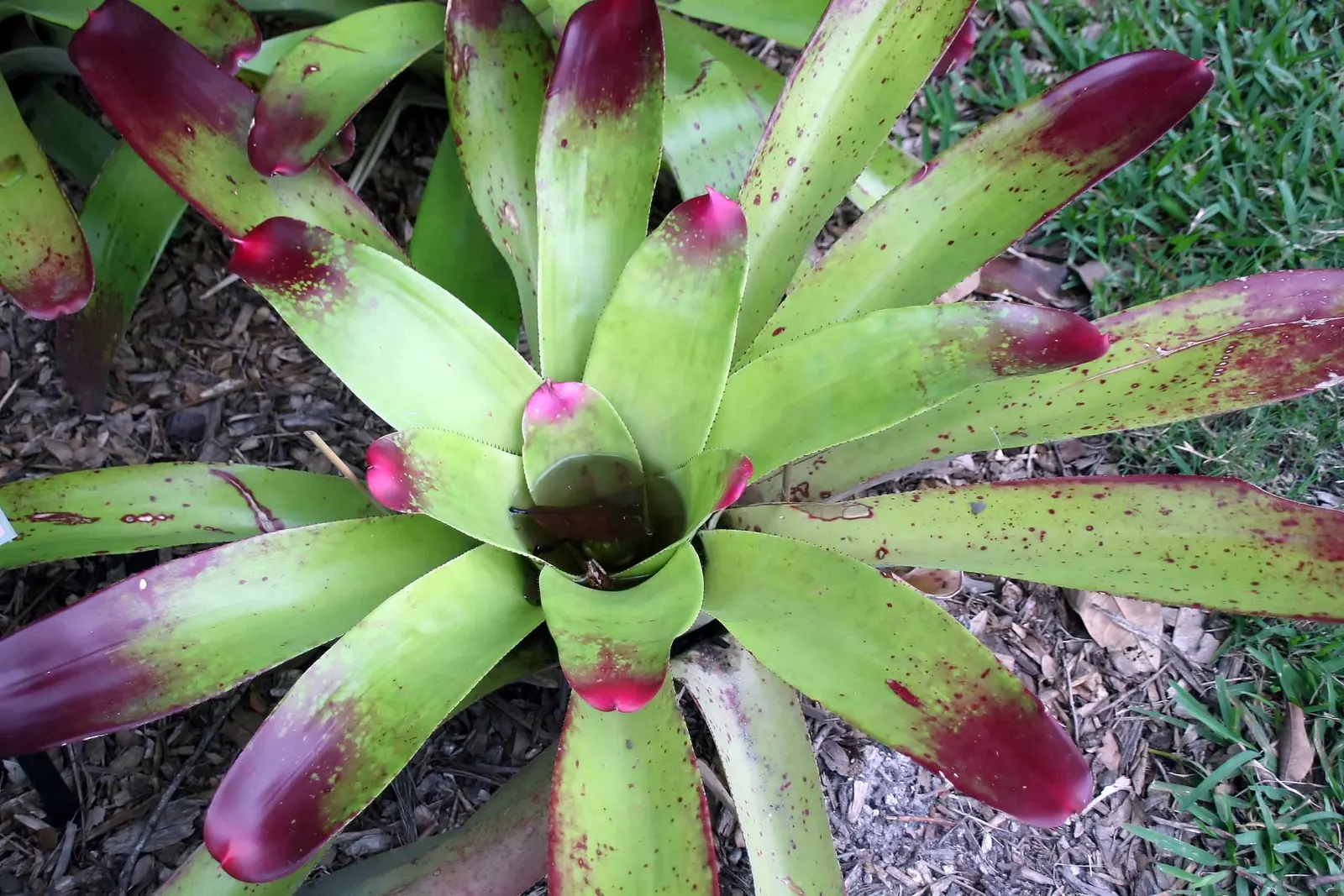 Neoregelias (Neoregelia Cultivars) — When situating these plants in the landscape; a fascinating group within the Bromeliad family, image 72
