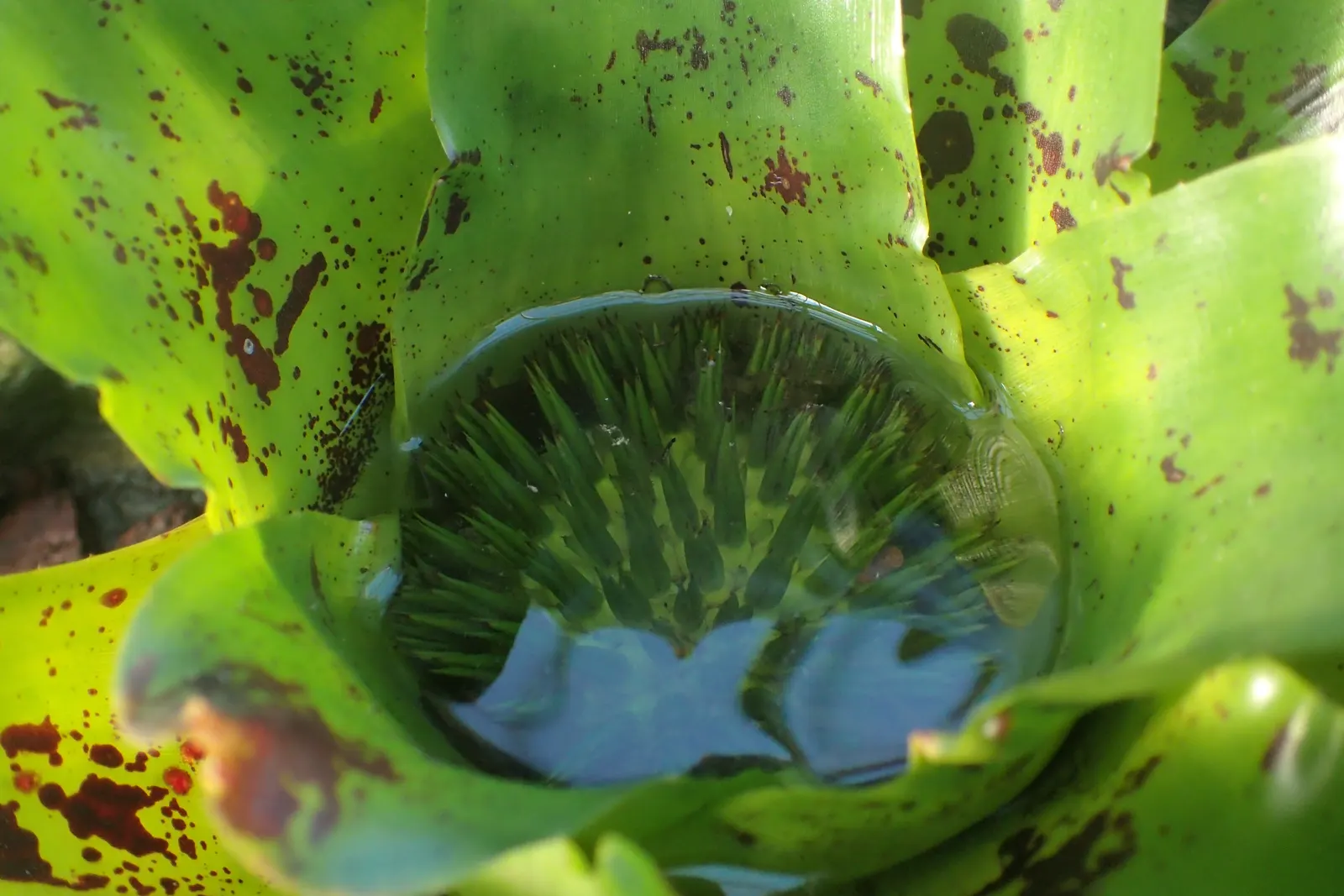 Neoregelias (Neoregelia Cultivars) — succulent with pink and red blooms; filled within their central tank rather than the soil