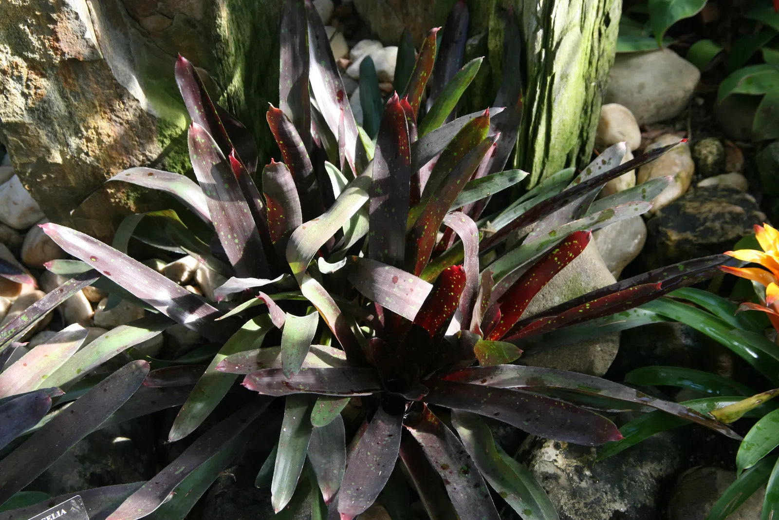 Neoregelias (Neoregelia Cultivars) — Well-draining soil or a bark-based potting mix is essential to prevent root rot; and they benefit from a, image 92