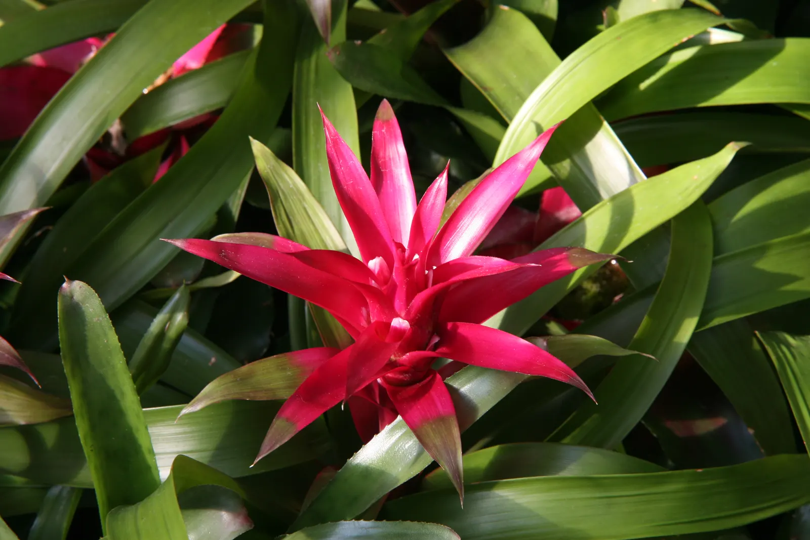 Neoregelias (Neoregelia Cultivars) — such as along walkways or in patio planters; consider their mature size and place them where their colorful, image 74