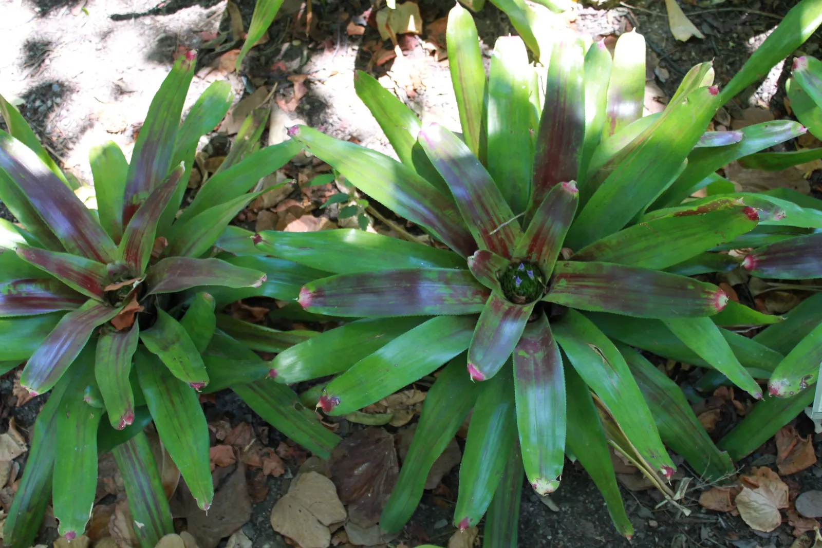 Neoregelias (Neoregelia Cultivars) — succulent for deep shade or shade; neoregelias add a dash of vibrant beauty and textured appeal to the, image 78