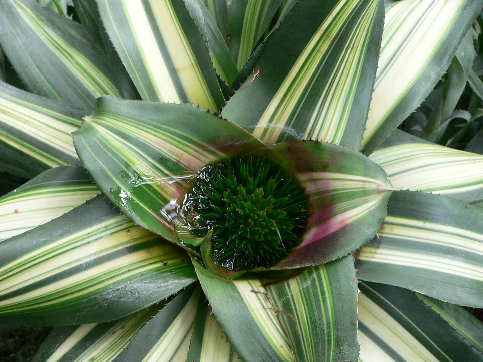Neoregelias (Neoregelia Cultivars) — consider their mature size and place them where their colorful foliage can be appreciated up close, image 125