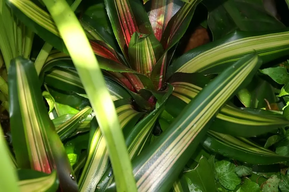 Neoregelias (Neoregelia Cultivars) — They present rosettes up to 18 inches wide; they possess a rosette of stiff, broad leaves that often feature, image 132