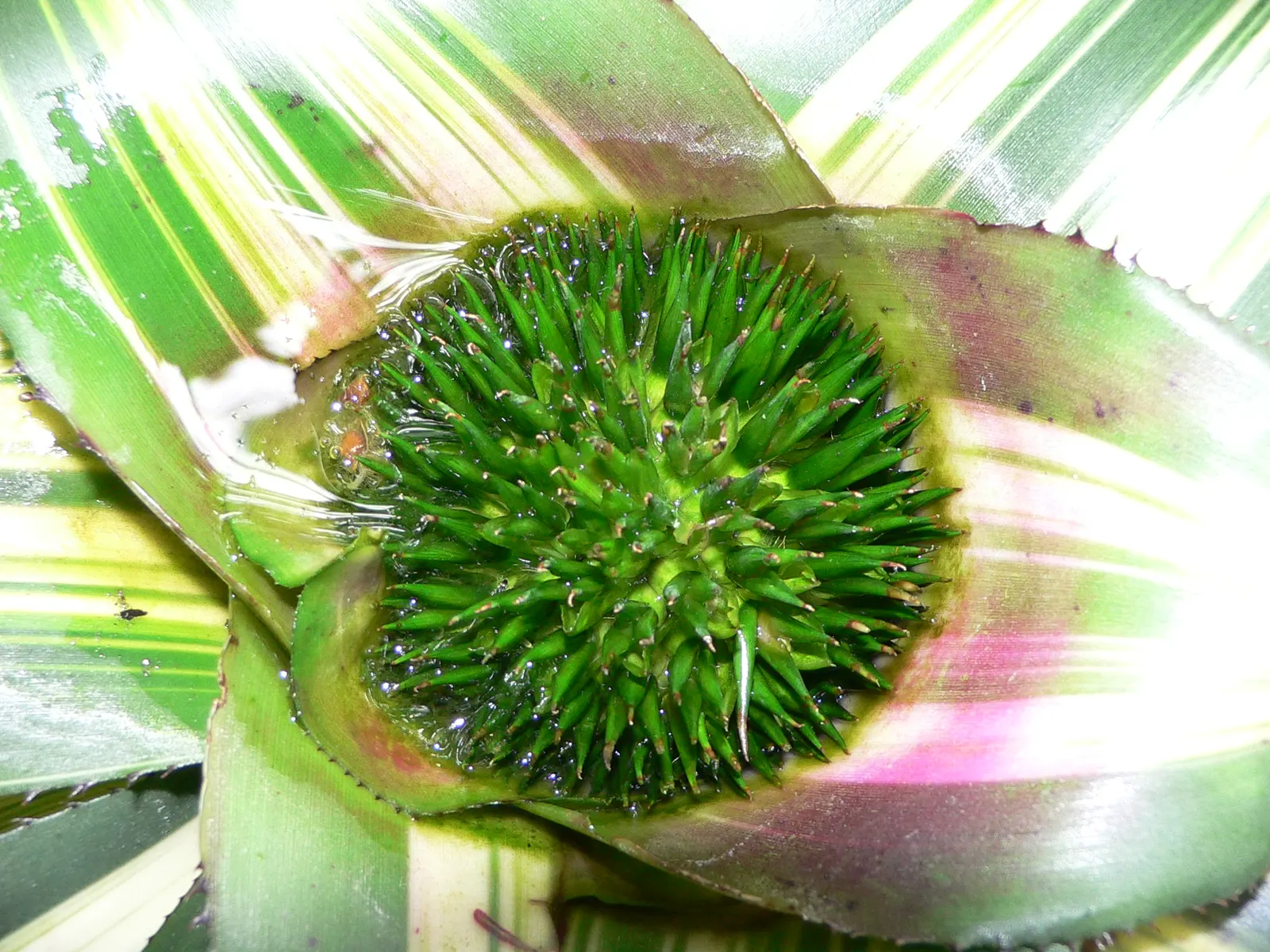 Neoregelias (Neoregelia Cultivars) — succulent for deep shade or shade; neoregelias add a dash of vibrant beauty and textured appeal to the, image 130
