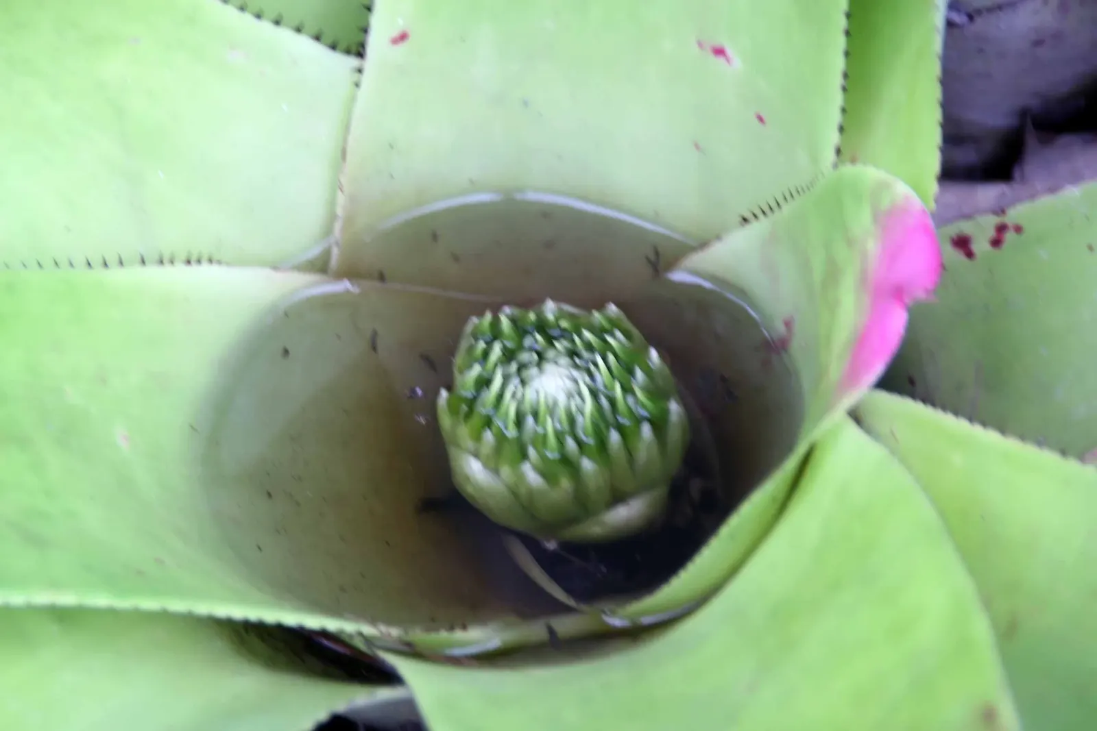 Neoregelias (Neoregelia Cultivars) — such as along walkways or in patio planters; consider their mature size and place them where their colorful, image 126
