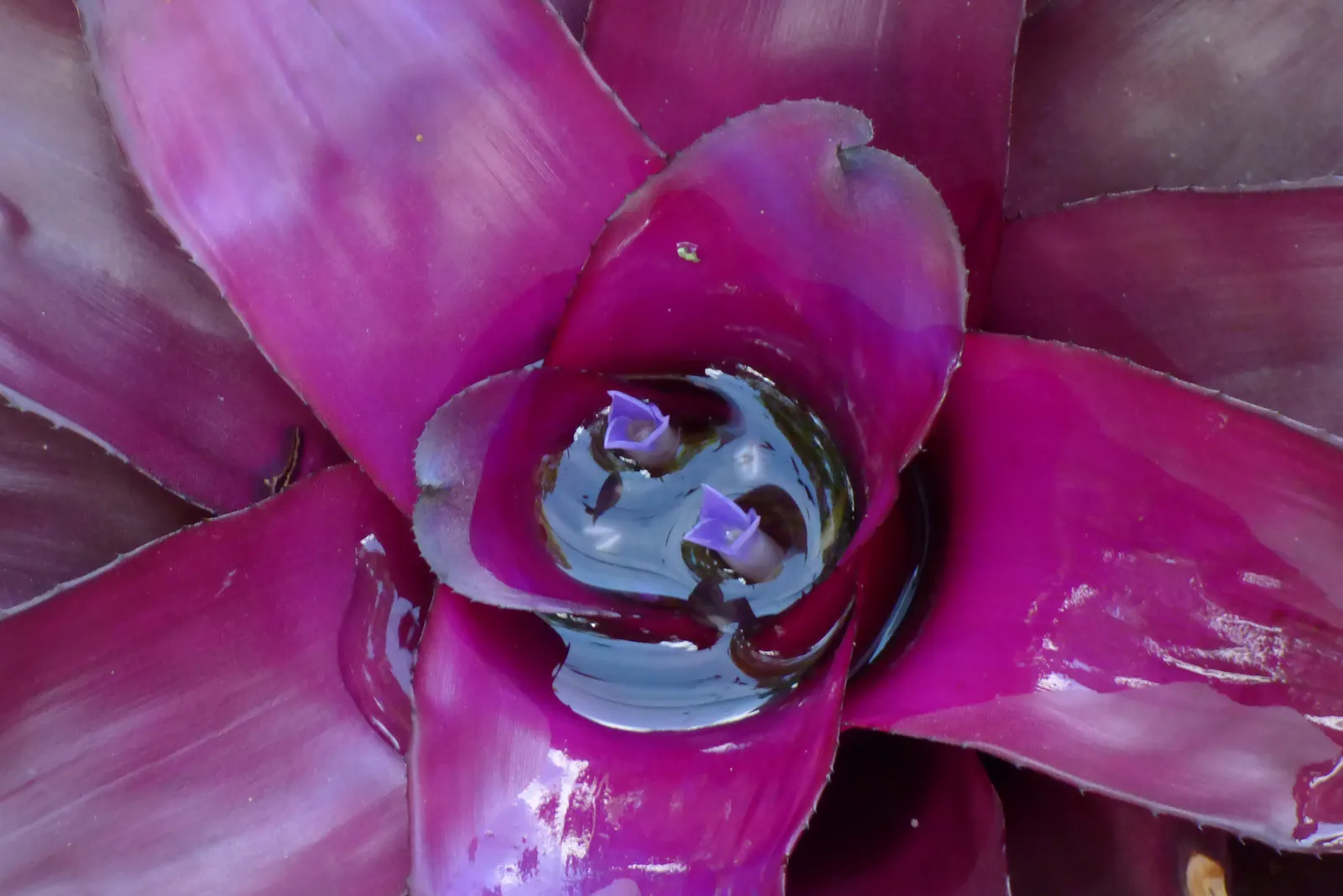 Neoregelias (Neoregelia Cultivars) — Neoregelias can be grown as eye-catching accents in brightly lit rooms; succulent for deep shade or shade, image 123