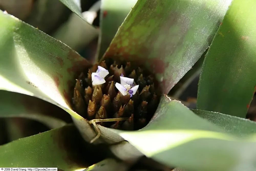 Neoregelias (Neoregelia Cultivars) — Ideal for accentuating tropical and subtropical garden designs; direct sun may scorch their leaves, while too much shade