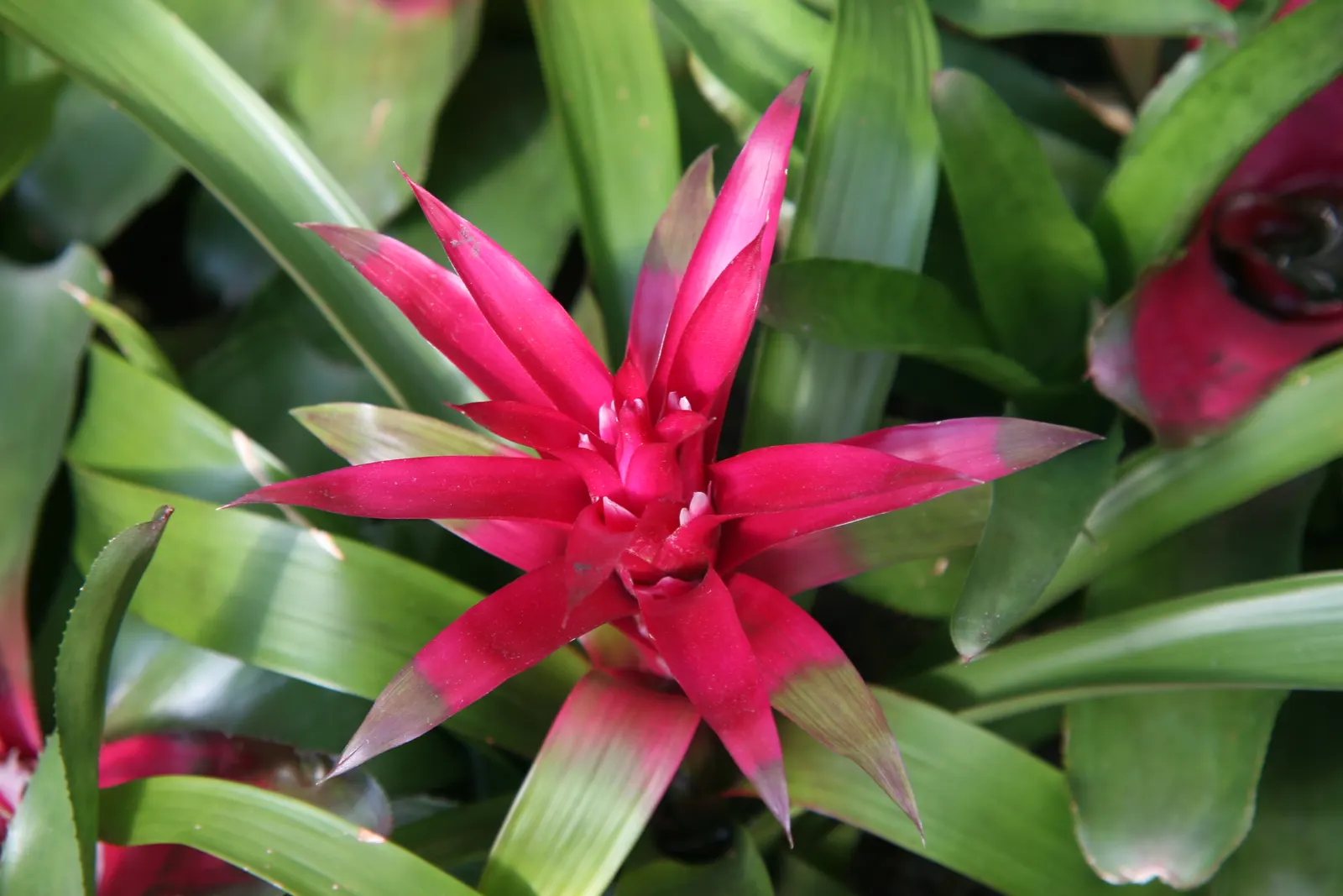Neoregelias (Neoregelia Cultivars) — succulent with pink and red blooms