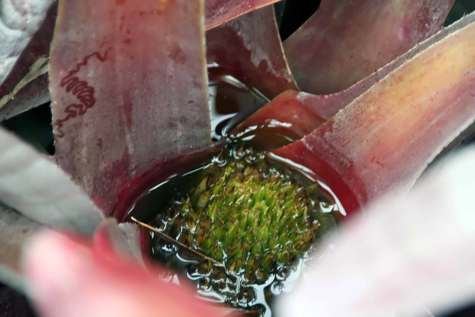 Neoregelias (Neoregelia Cultivars) — Optimal growth occurs in bright, filtered light with well-draining soil; succulent with pink and red blooms, image 82